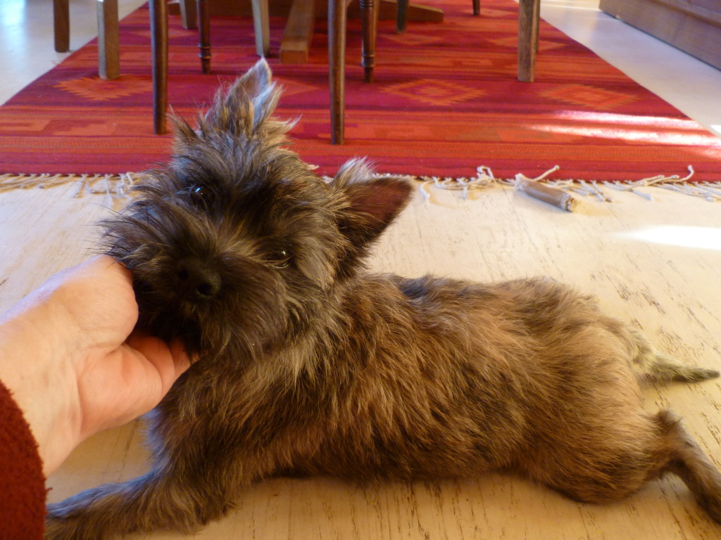 Hand Stripping PAWSITIVE PUPPIES & Cabaret Cairn Terriers