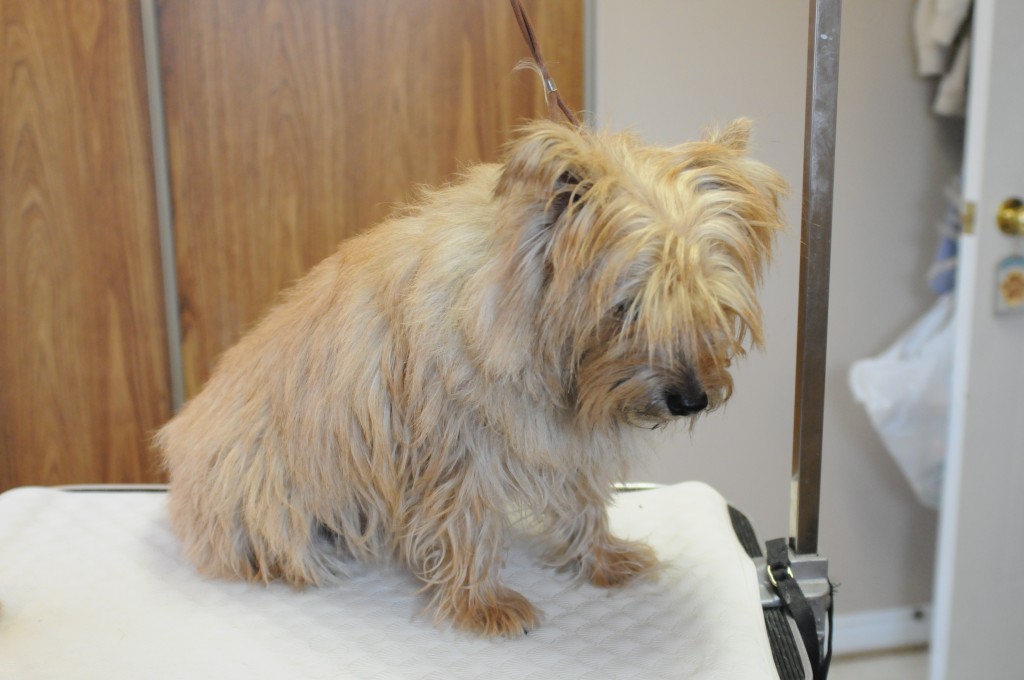 Hand Stripping PAWSITIVE PUPPIES & Cabaret Cairn Terriers