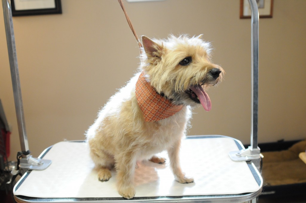 Hand Stripping PAWSITIVE PUPPIES & Cabaret Cairn Terriers