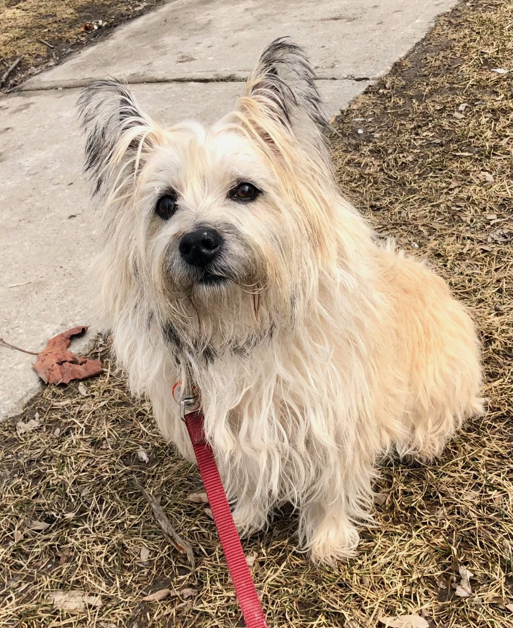 Hand Stripping PAWSITIVE PUPPIES & Cabaret Cairn Terriers