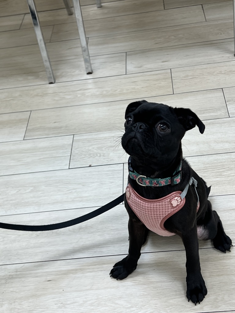 Chloe says "don't wait, come to puppy class and have some fun!"