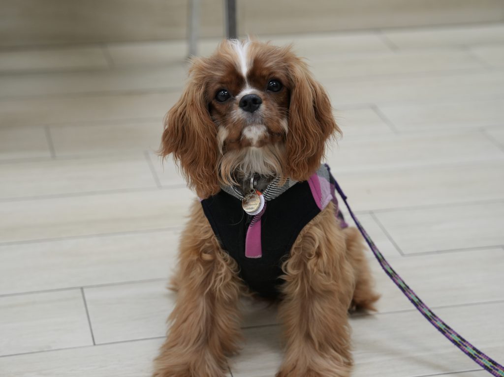 I had a good time in puppy class!...ZaZa