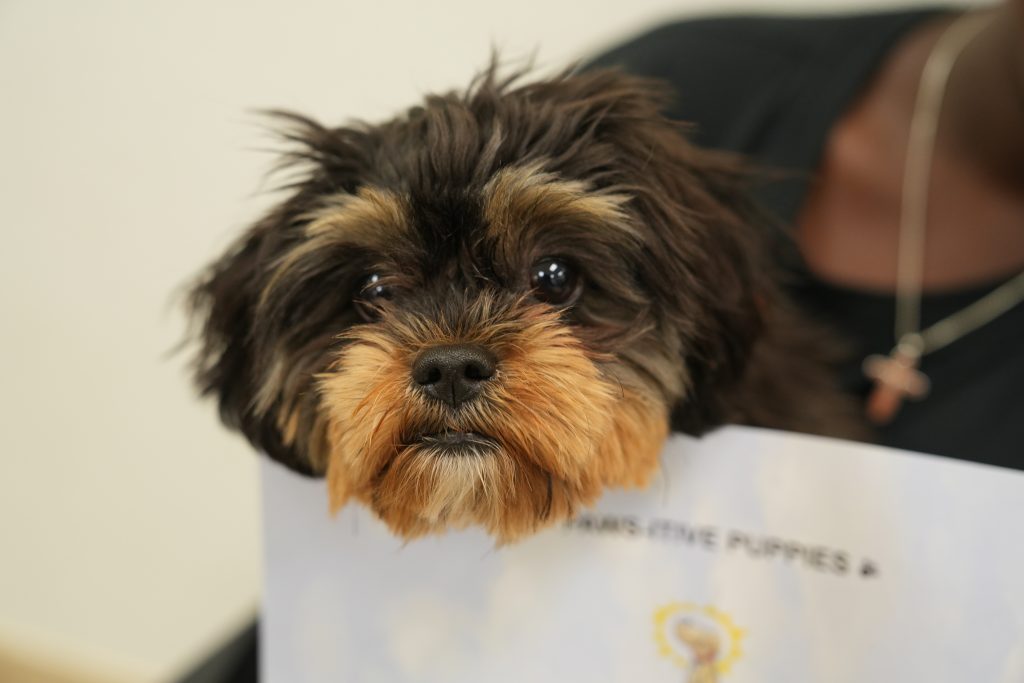 Come to PAWS-ITIVE PUPPIES and have some fun learning to be a well behaved puppy! (Maizy, Shipoo)