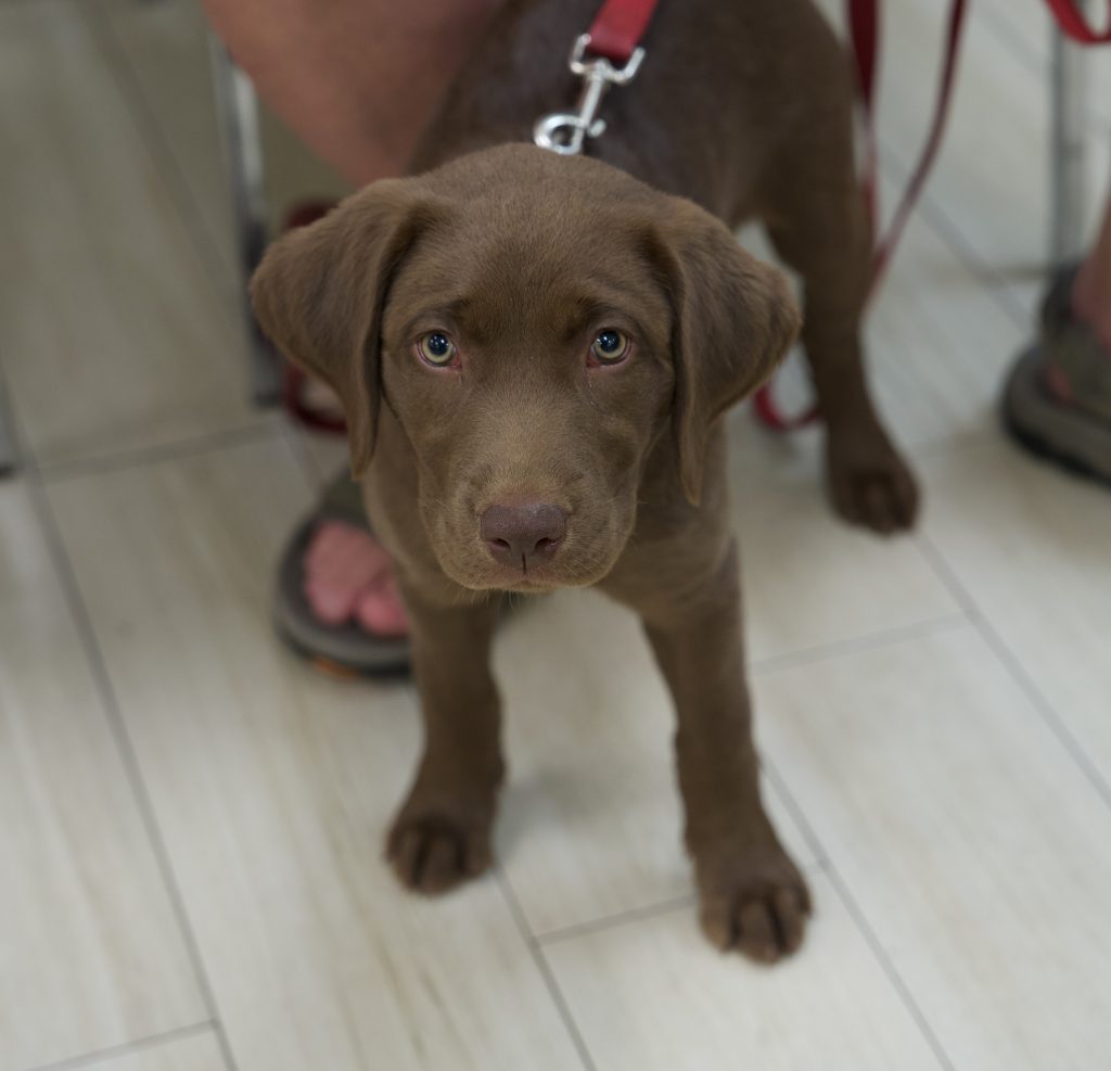 Sadie says "Don't wait! Come to PAWS-ITIVE PUPPIES and start leaning and having fun!