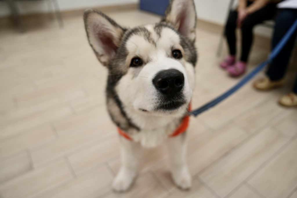 Don't miss out on a fun puppy course! Reserve your spot today!