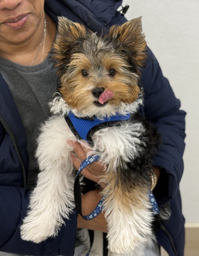 Stitch, Biewer Terrier: I had a delicious time at my PAWS-ITIVE PUPPIES classes!