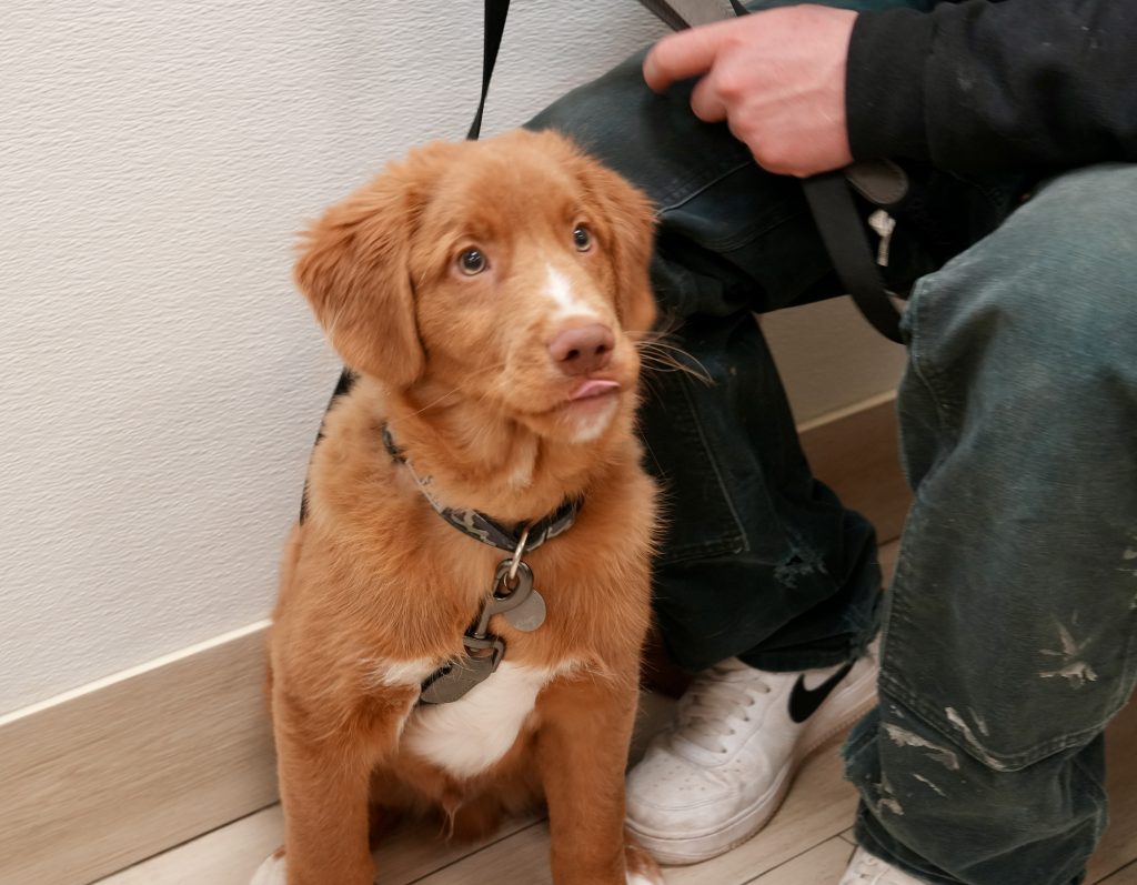 "I'm thinking about all the things I learned at PAWS-ITIVE PUPPIES! "...Waylon