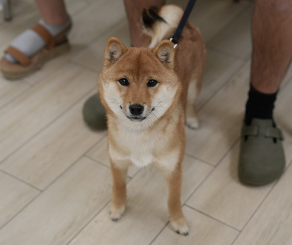 I had a great time making new friends at PAWS-ITIVE PUPPIES!.... Phoebe, Shiba Inu